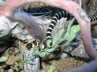 2005kingsnake.jpg