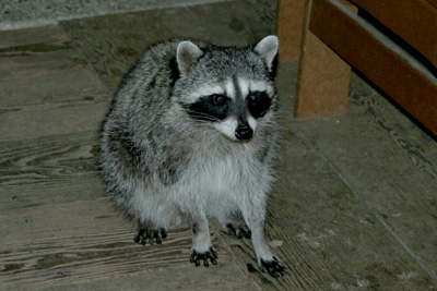 Racoon.jpg