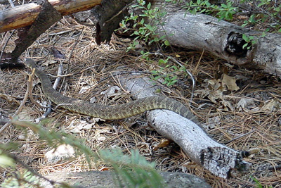 RattleSnake.jpg