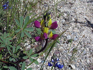 flower.stiverslupine.jpg