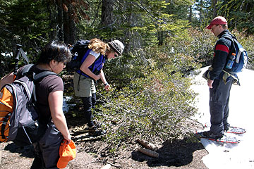 CA州ヨセミテ国立公園公式 スキーウェア スノボウェア CA州ヨセミテ国立公園公式 スキーウェア スノボウェア CA州